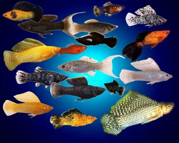 Assorted Mollies · Photo 1