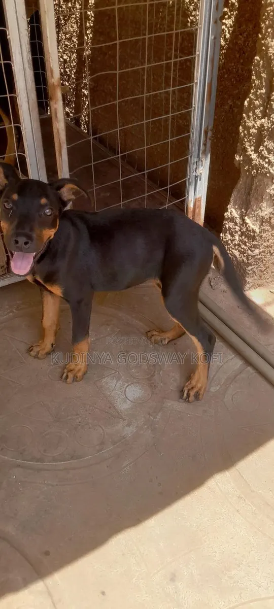 6-12 months Female Mixed Breed German Shepherd · Photo 1