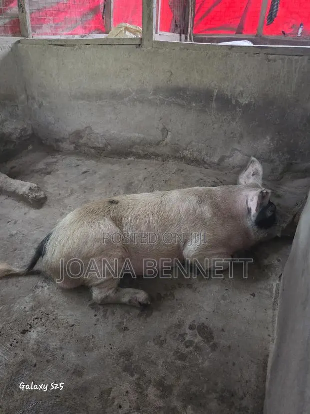 Fat Grown Pigs · Photo 1