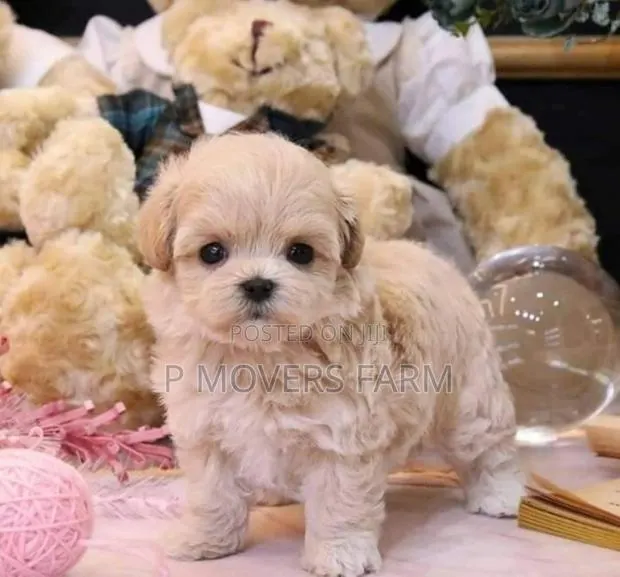 1-3 months Male Purebred Poodle · Photo 1