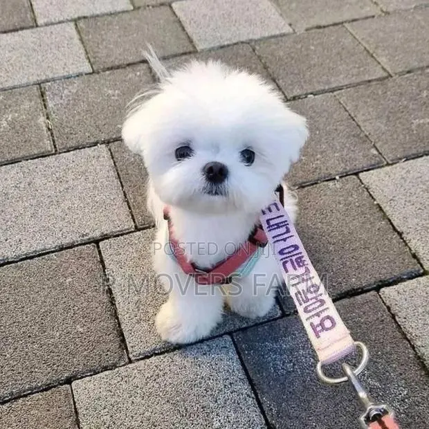 1-3 months Female Purebred Maltese · Photo 1