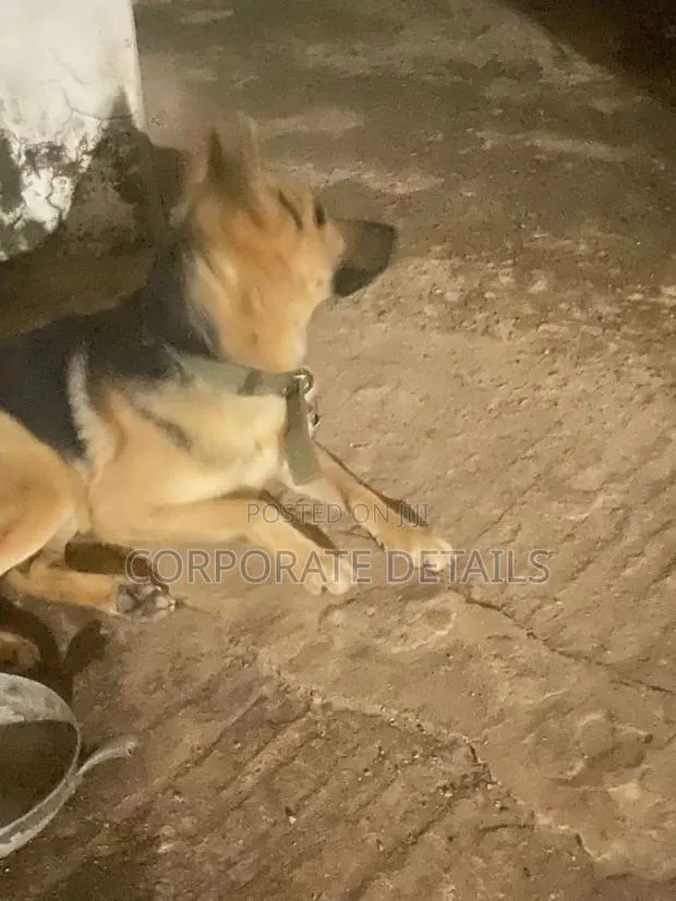3-6 months Female Purebred German Shepherd · Photo 1