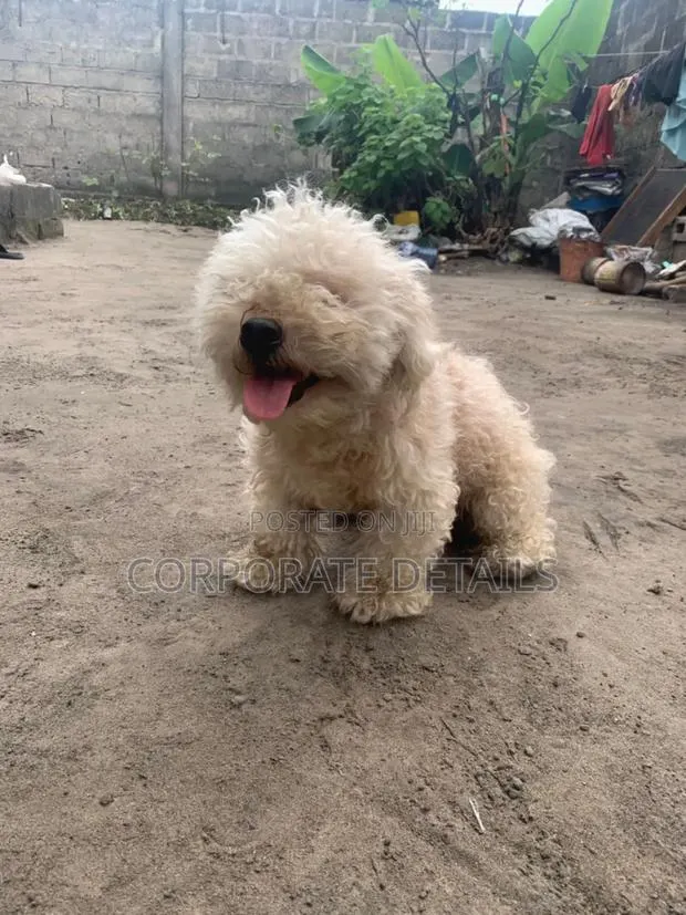 6-12 months Female Purebred Maltese · Photo 1