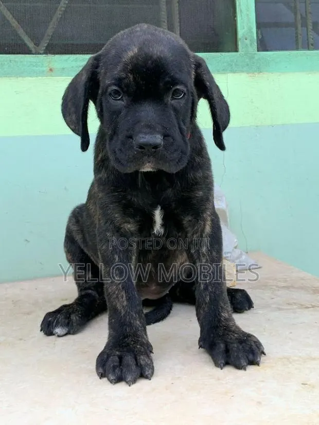 1-3 months Female Purebred Boerboel · Photo 1