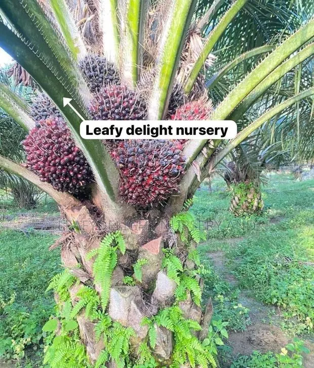 Palm Plant Seedlings · Photo 1