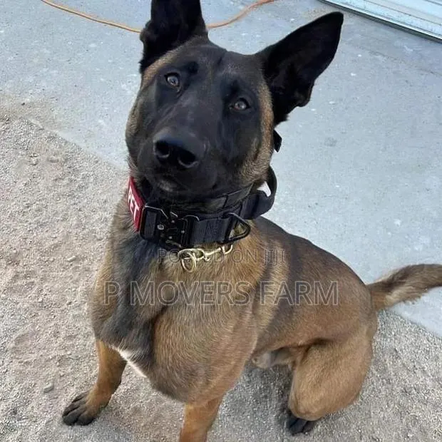 1-3 months Male Purebred Belgian Malinois · Photo 1