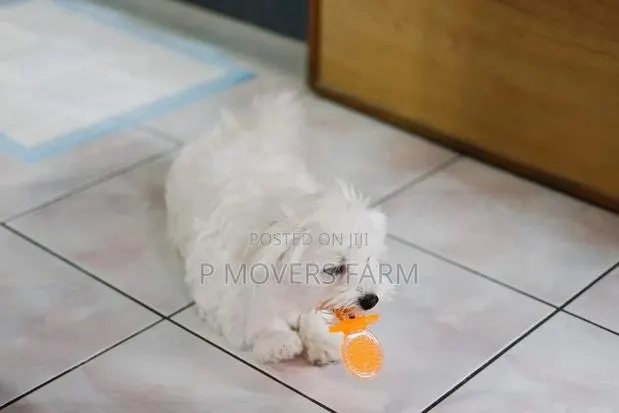 1-3 months Male Purebred Maltese · Photo 1