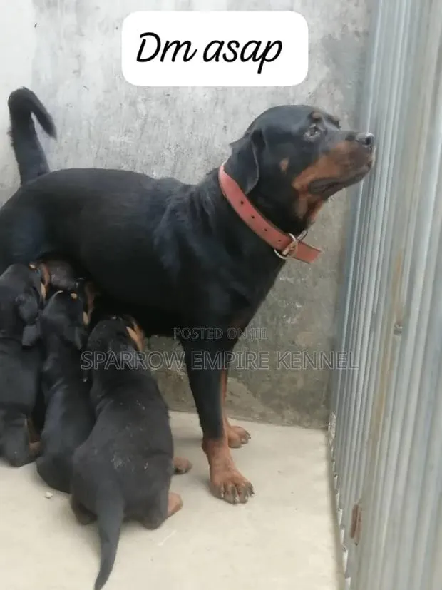 1-3 months Male Purebred Rottweiler · Photo 1