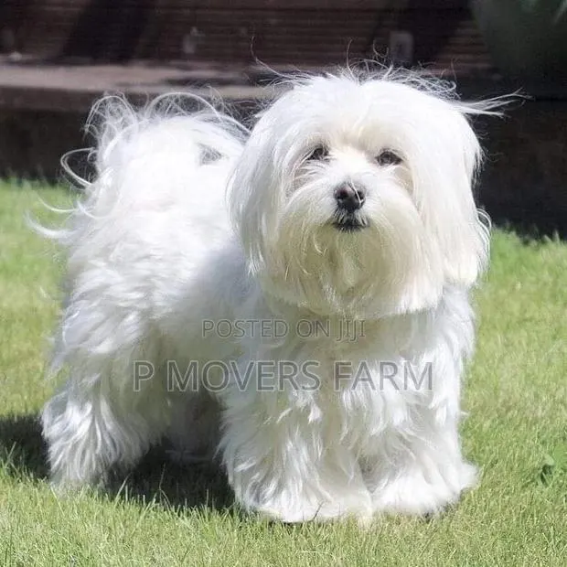 1-3 months Female Purebred Poodle · Photo 1