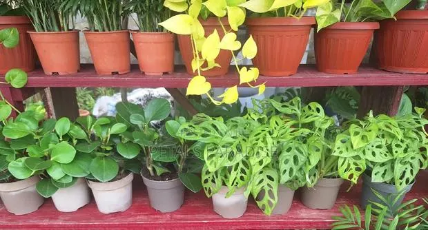 Peperomia/ Swiss Cheese Plant for Sale