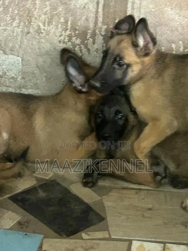 1-3 months Female Purebred Belgian Malinois · Photo 1