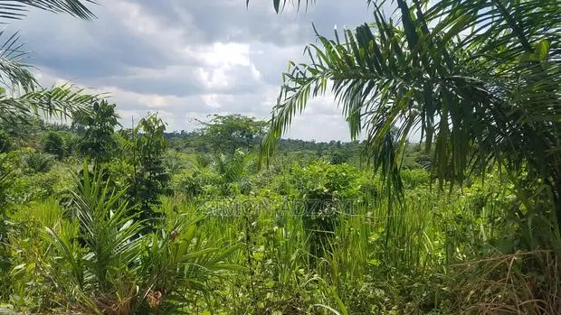50,000 Acres for Rubber and Palm Trees Farming · Photo 3