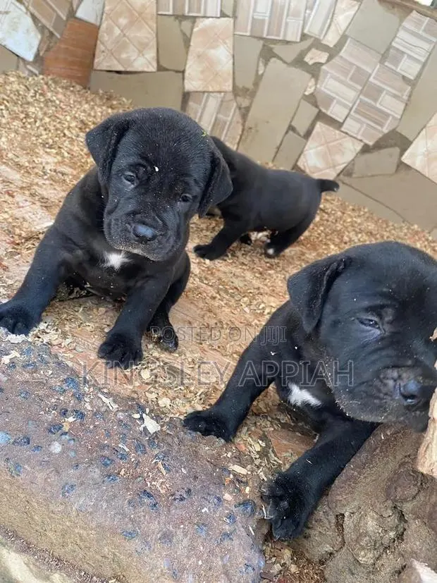 1-3 months Female Purebred Boerboel · Photo 1