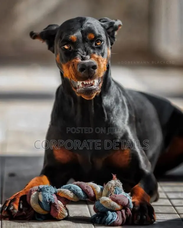 1+ year Male Purebred Doberman Pinscher · Photo 1