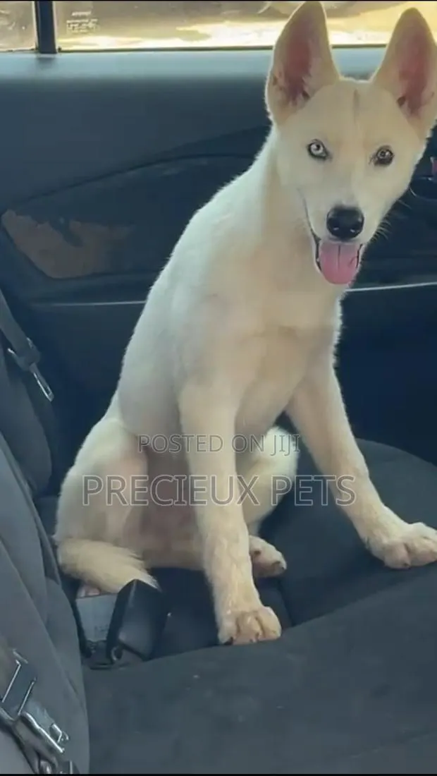 1+ year Male Purebred Siberian Husky · Photo 1