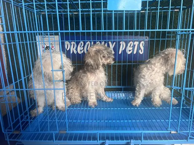 1-3 months Male Mixed Breed Maltipoo · Photo 1