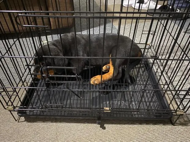 Puppy And Dog Cages · Photo 1
