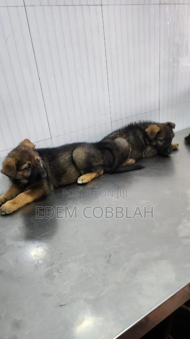 3-6 months Female Purebred German Shepherd · Photo 1