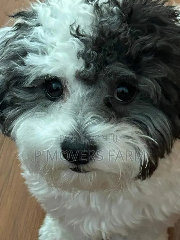 1-3 months Male Purebred Poodle · Photo 1