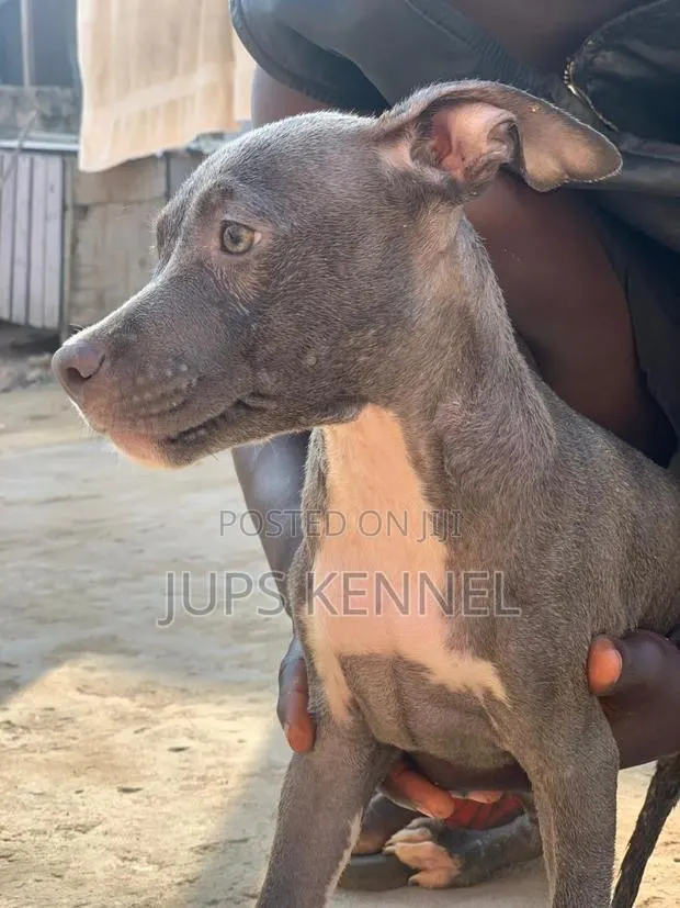 1-3 months Female Purebred American Pit Bull Terrier · Photo 1