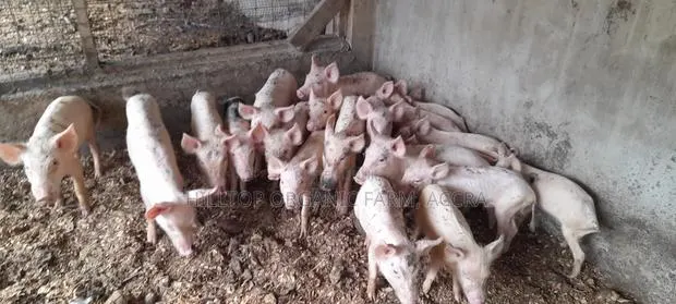 Pigs for Sale · Photo 1