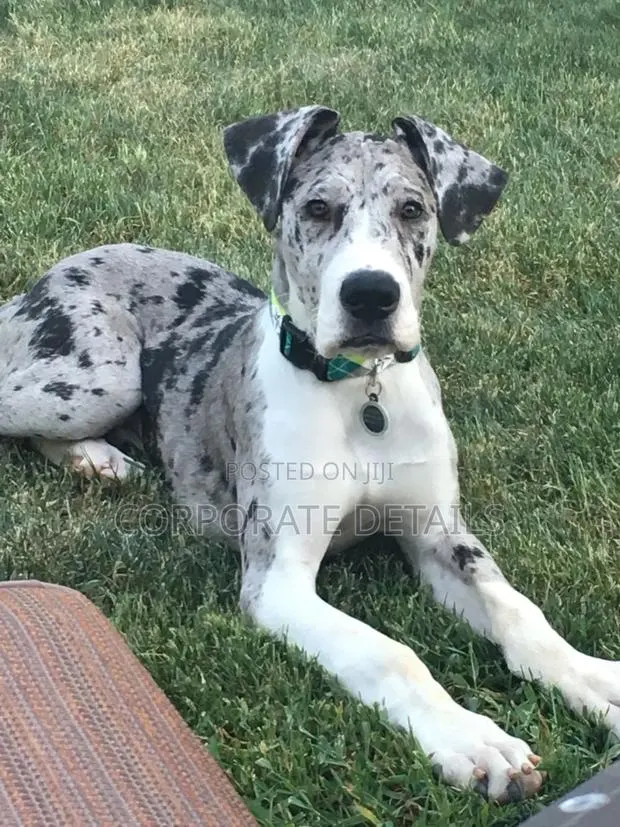 1-3 months Male Purebred Great Dane · Photo 1