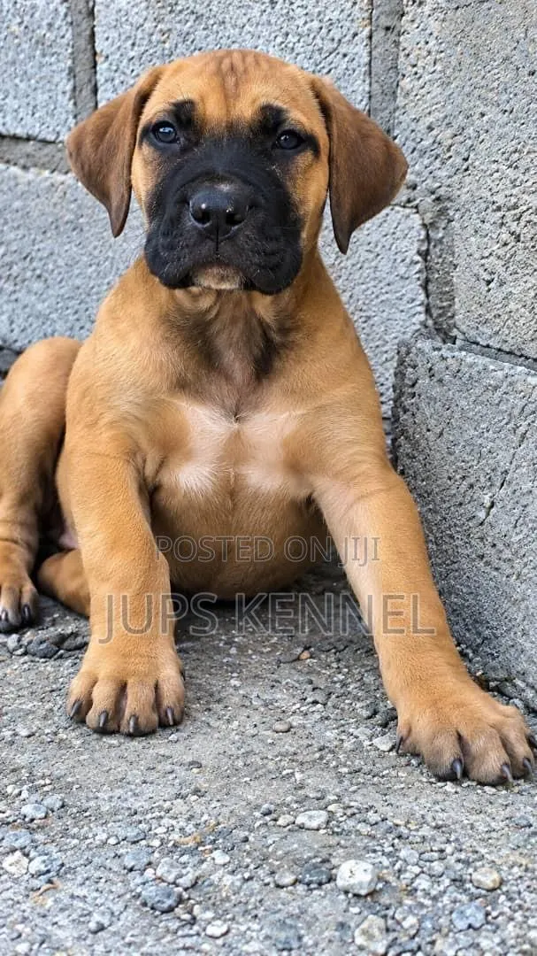 1-3 months Male Purebred Boerboel