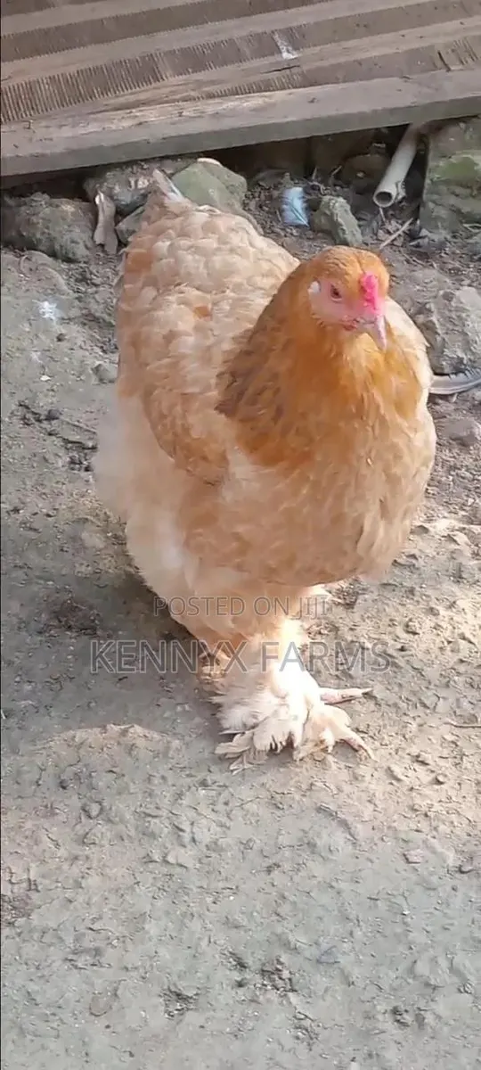 Two Matured Female Brahma · Photo 2