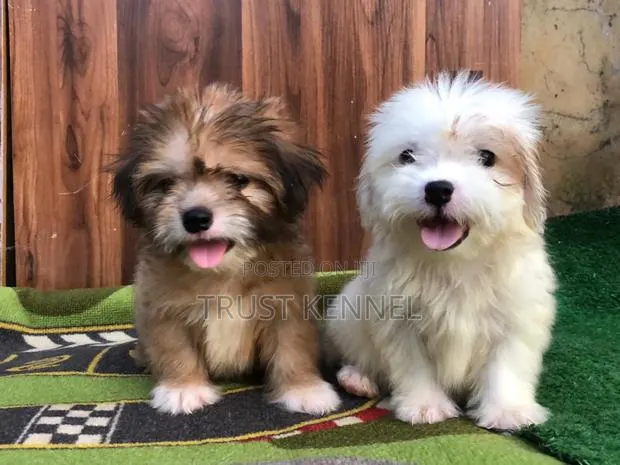 1-3 months Male Purebred Poodle · Photo 1