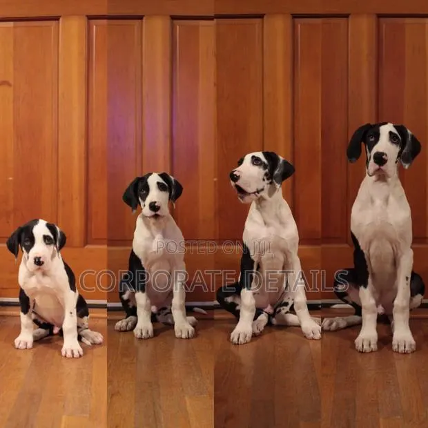 1-3 months Male Purebred Great Dane · Photo 1