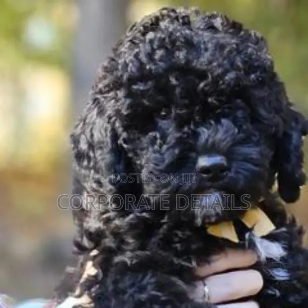 1-3 months Male Purebred Poodle · Photo 1