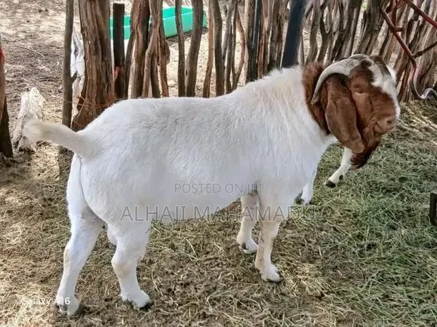 Nice Female Boear Goat Seller · Photo 1
