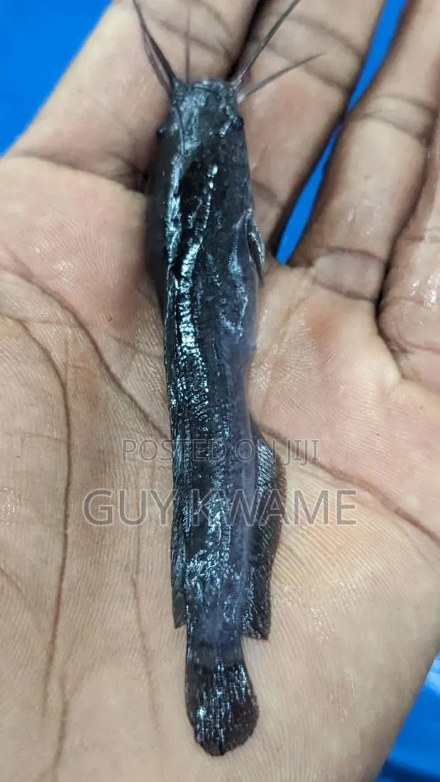 Fast Growing Catfish Juveniles Available For 50 Pesewas · Photo 1
