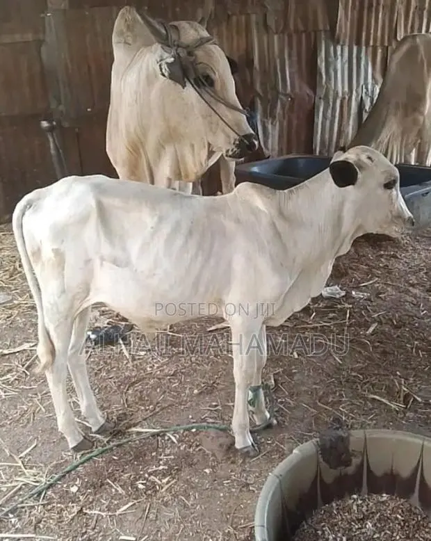 Nice Female Cow Seller · Photo 1