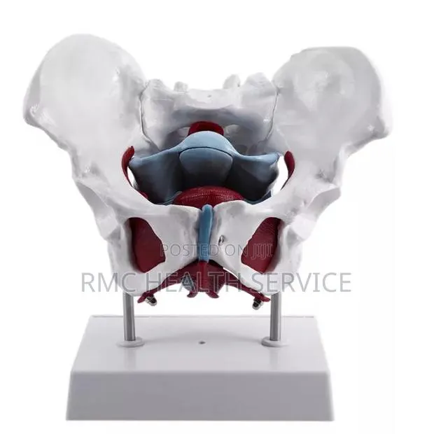 Medical Female Pelvic (Bone Pelvic Model) · Photo 1