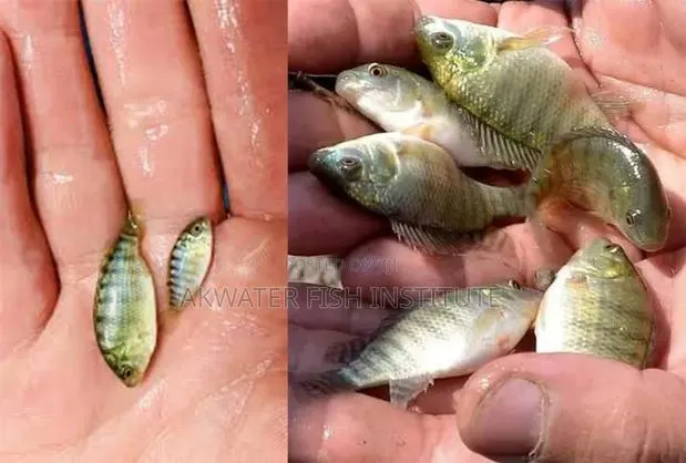Tilapia Fingerlings · Photo 1
