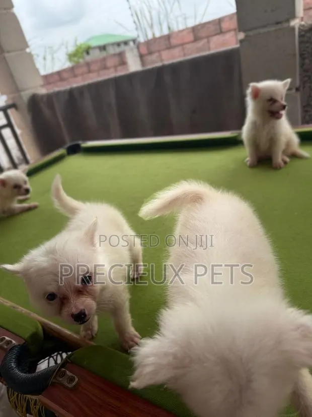 1-3 months Female Purebred Japanese Spitz · Photo 1