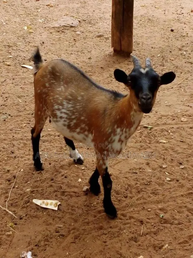 Goat Is Available Selling · Photo 1