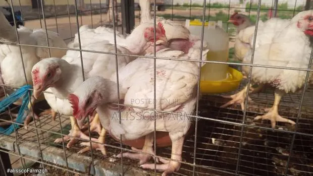 8-10 Weeks Broilers · Photo 3