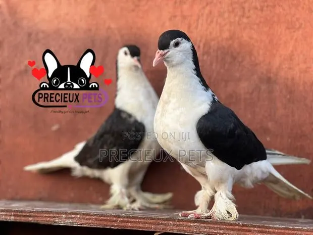 1 Pair of B/W Lahore Pigeons · Photo 1