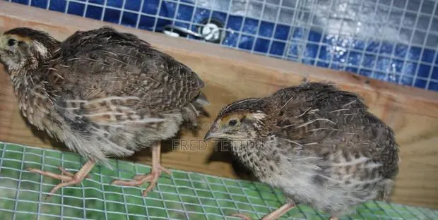 Quails 3weeks for Sale · Photo 1