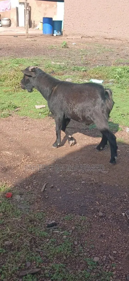 Goat Seller · Photo 1