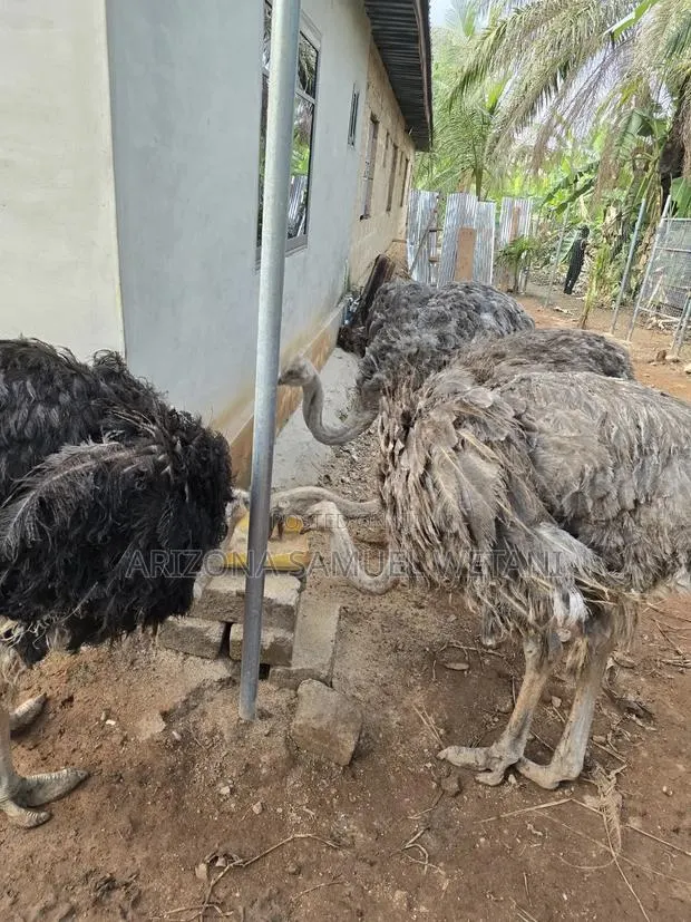 Ostriches (12months) for Sale · Photo 1