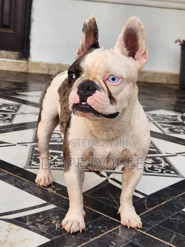 1+ year Female Purebred French Bulldog · Photo 1