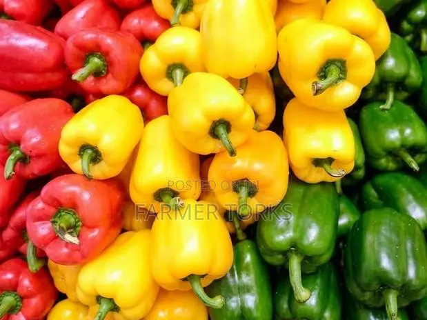 Bell Pepper · Photo 1