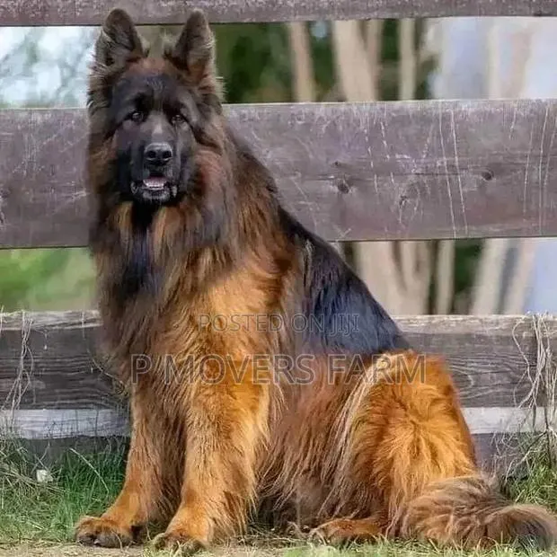 1-3 Months Male Purebred German Shepherd · Photo 1