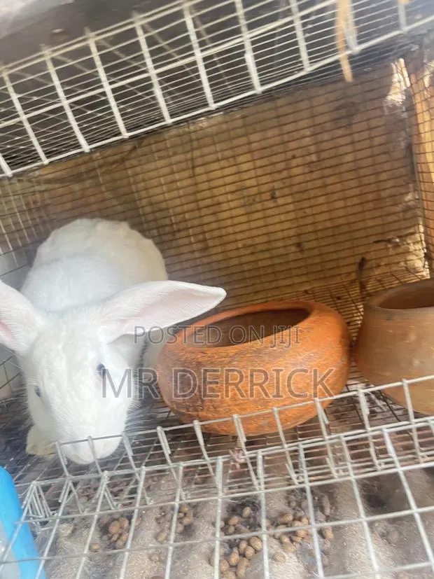 Male Rabbits · Photo 1