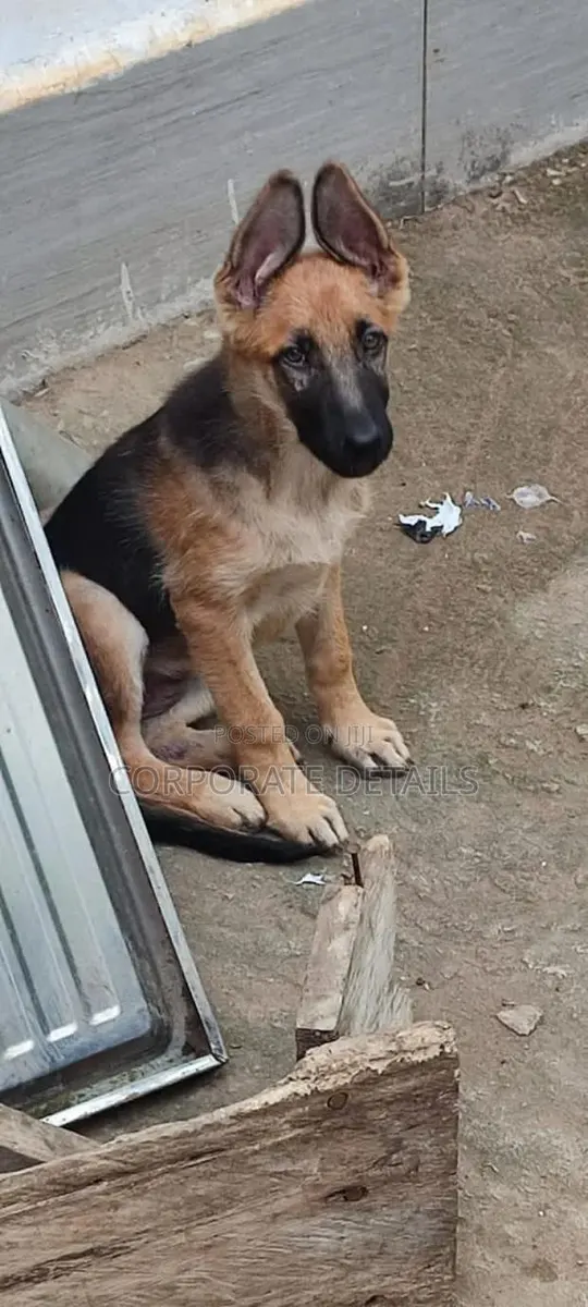 3-6 months Male Purebred German Shepherd · Photo 1