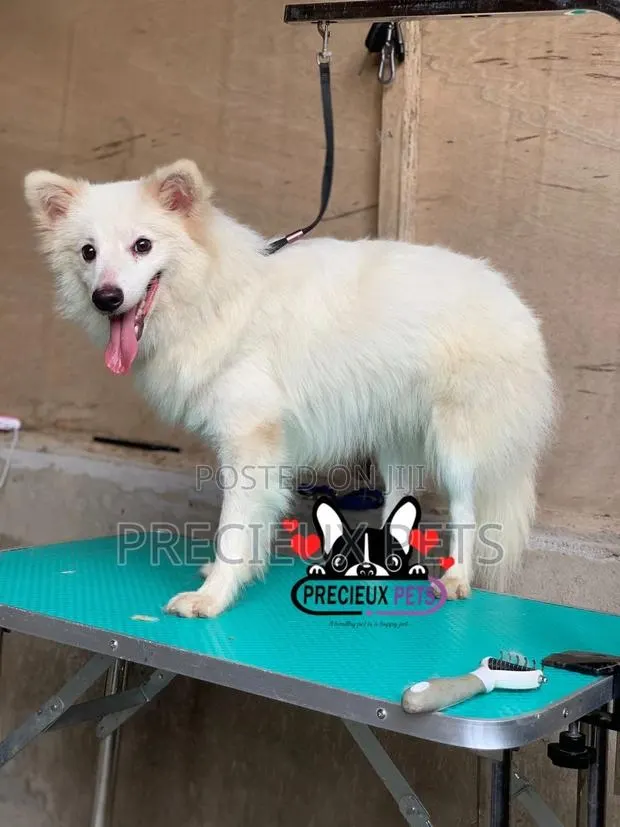 6-12 months Male Purebred American Eskimo · Photo 1