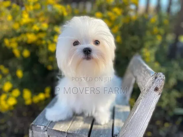 1-3 months Male Purebred Maltese · Photo 1